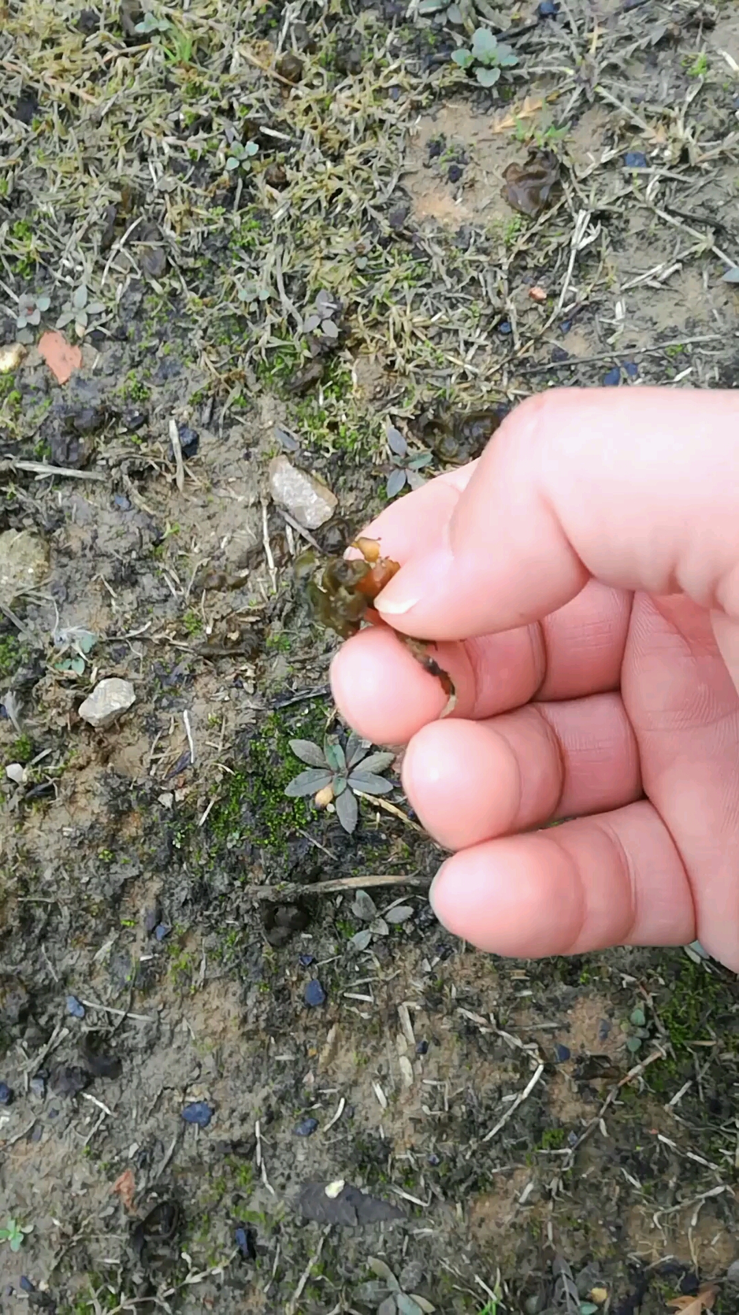 地菜皮,你们哪叫啥?