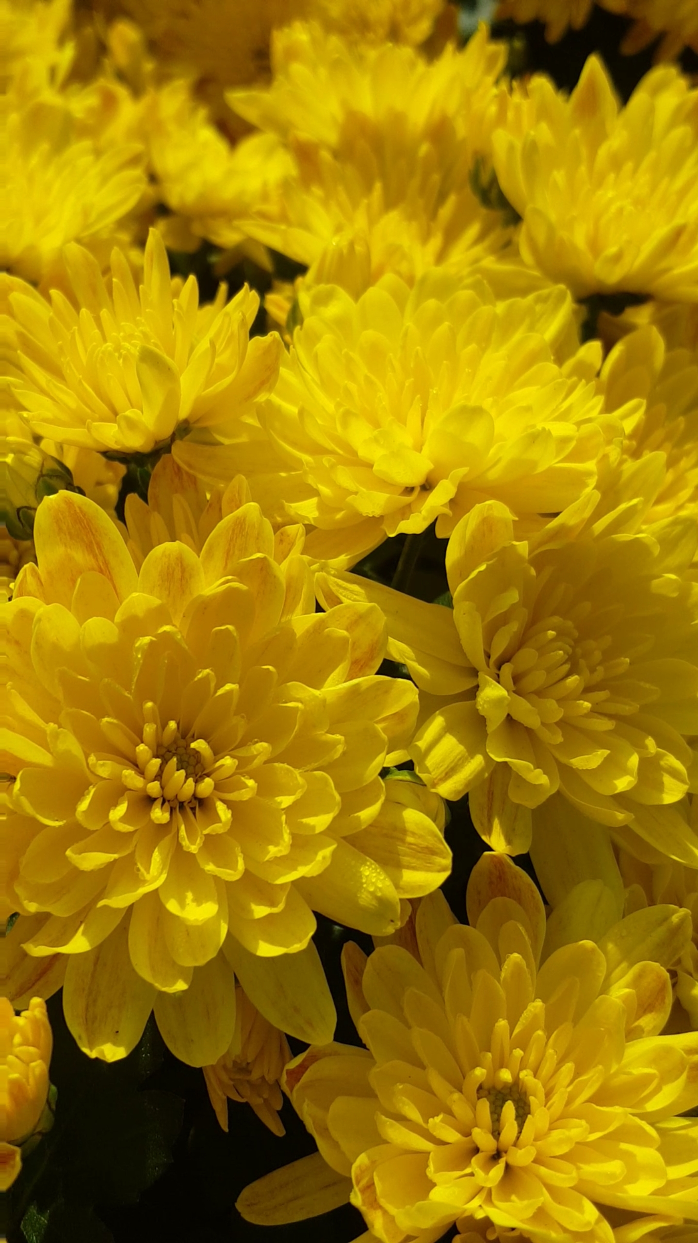 秋游#美丽黄菊花