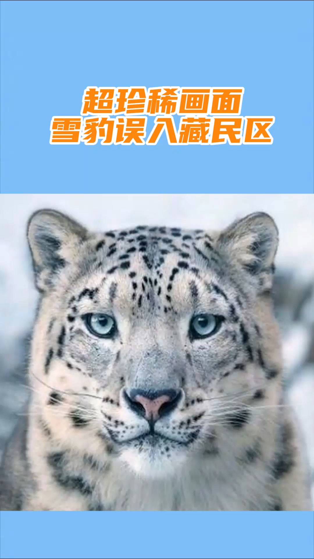 我要上热门#超珍稀画面!雪豹误入藏民区 与八只藏獒震撼大战