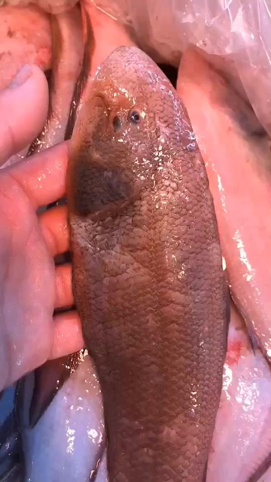 野生小龙利鱼