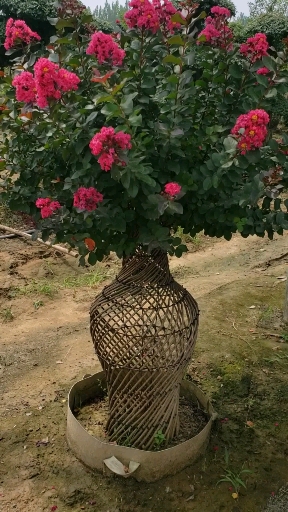 漂亮的紫薇花瓶