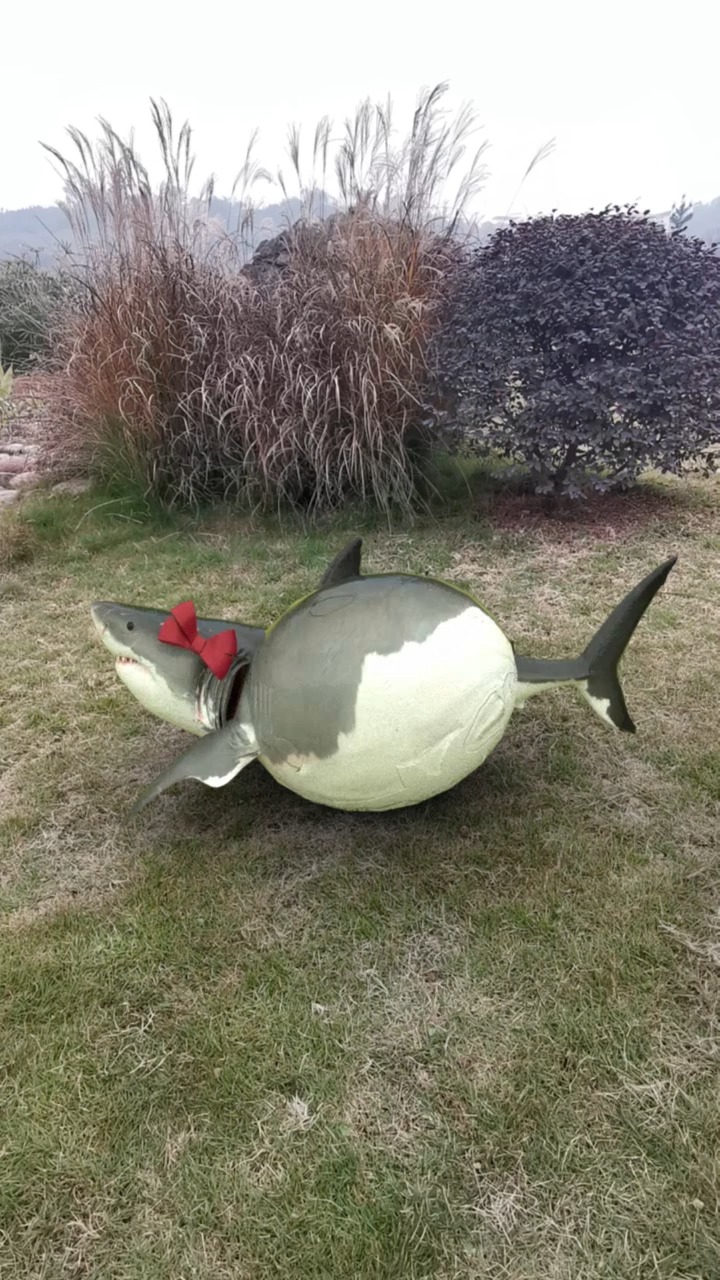 看到一只大肚子鲨鱼,哈哈哈!