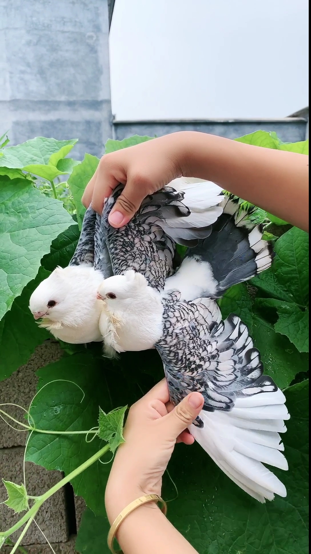 最美淑女鸽赠送有缘人