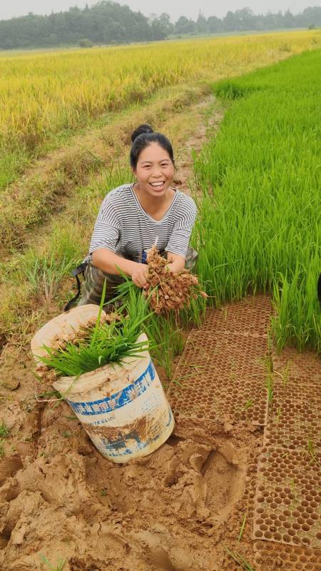 你们夏天在游玩,农村人夏天在农忙