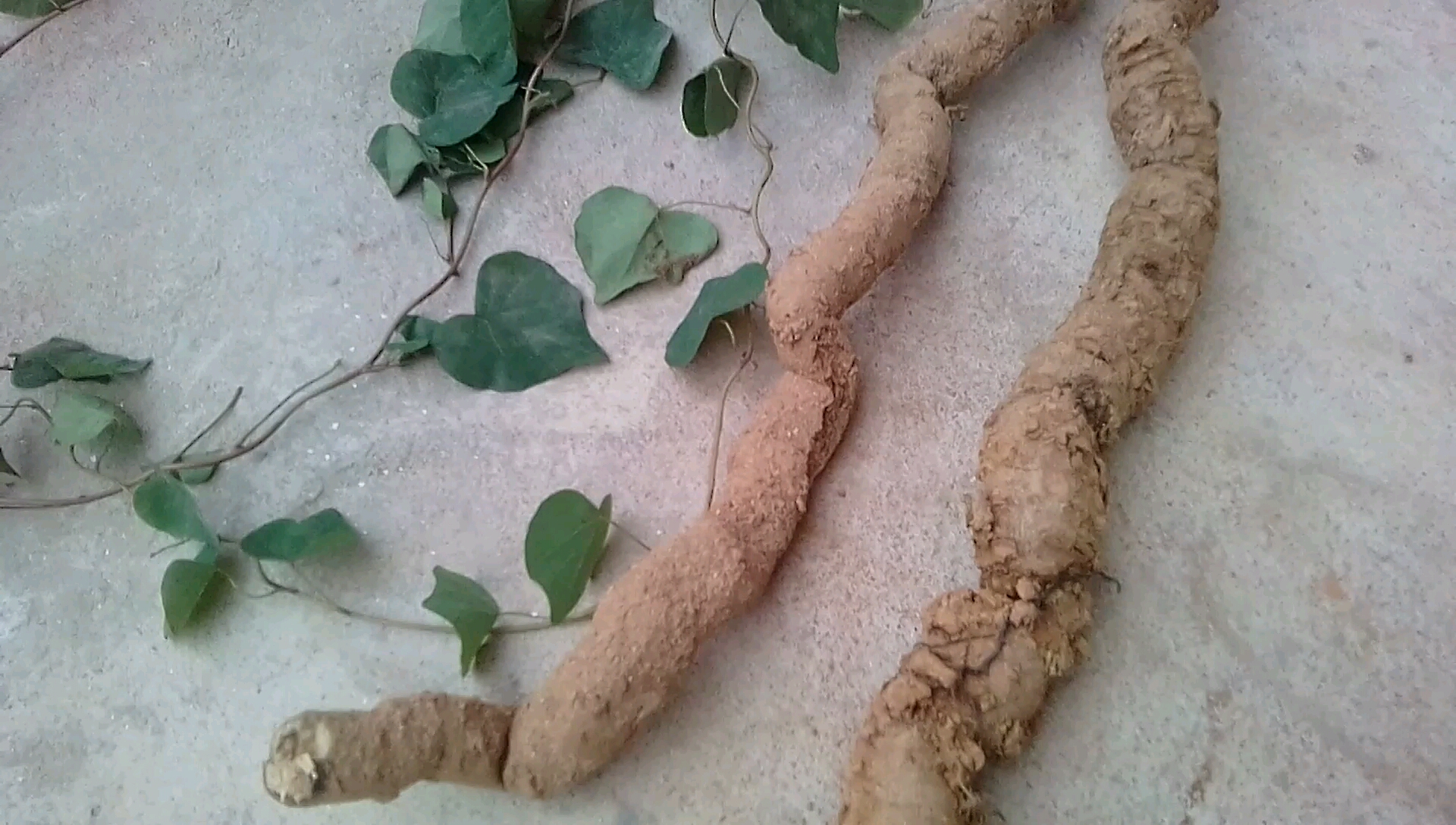 山区野外采来的一种药材,名叫粉防己,你们有见过吗