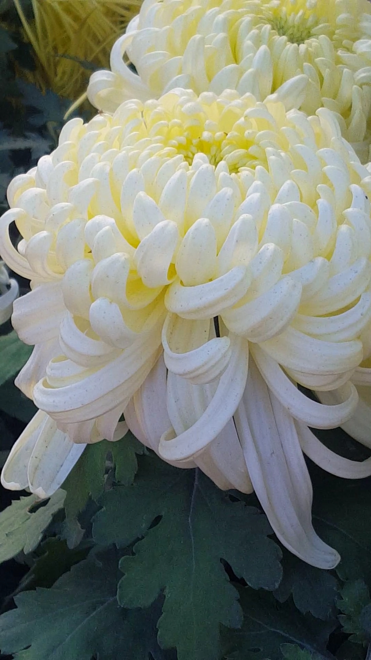 黄白色菊花美极了