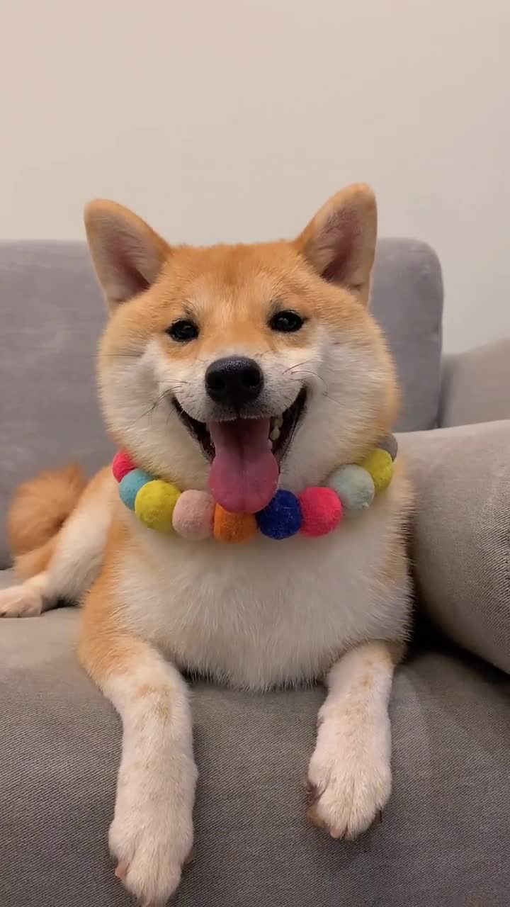 这么爱笑的狗狗,赶紧拥有一个.