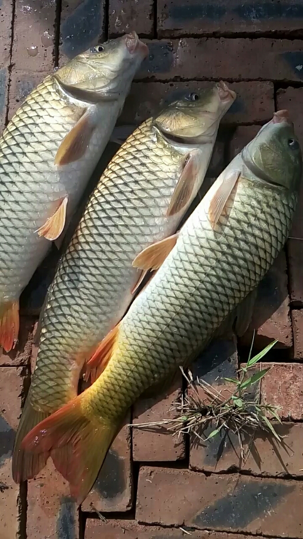 野生大鲤鱼看看多漂亮