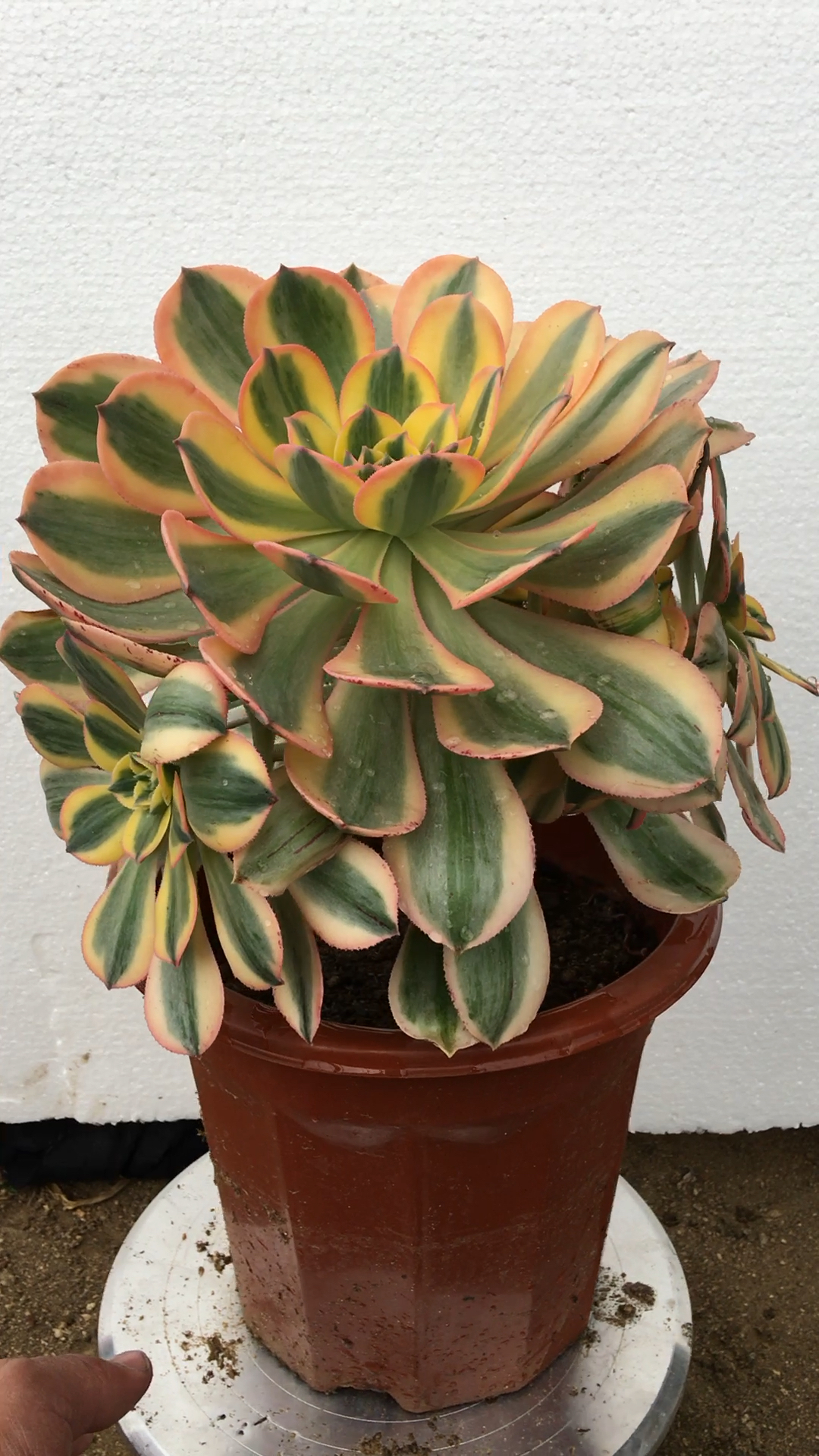 灿烂法师老桩 多肉植物