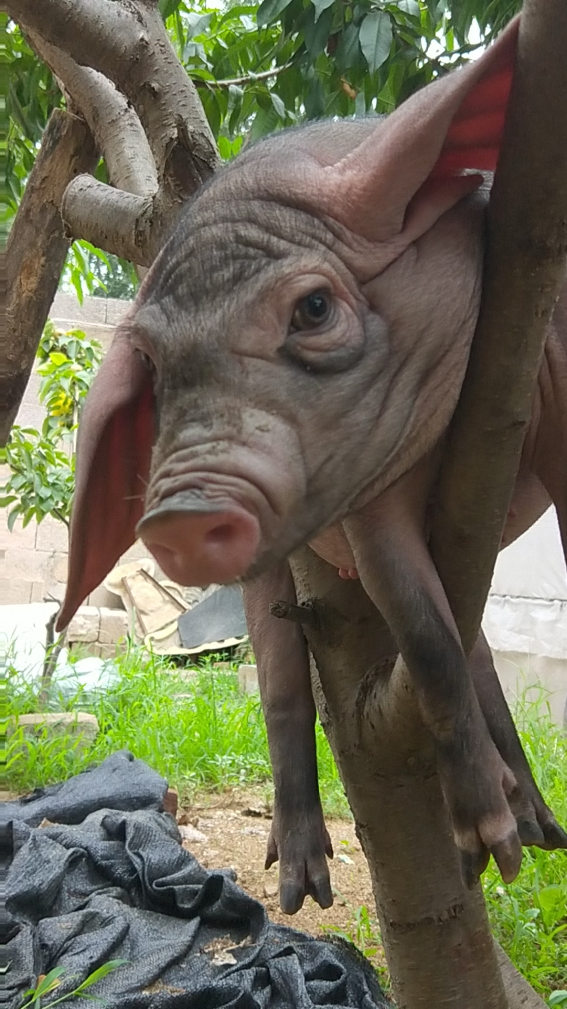 万物皆可烧烤#男人靠得住猪都能上树