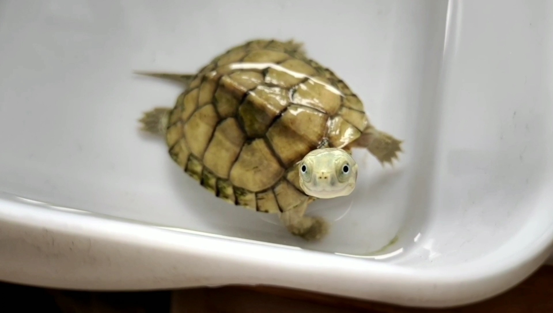 龟类中最爱笑的龟龟黄喉拟水龟天生拥有一张天使的笑脸