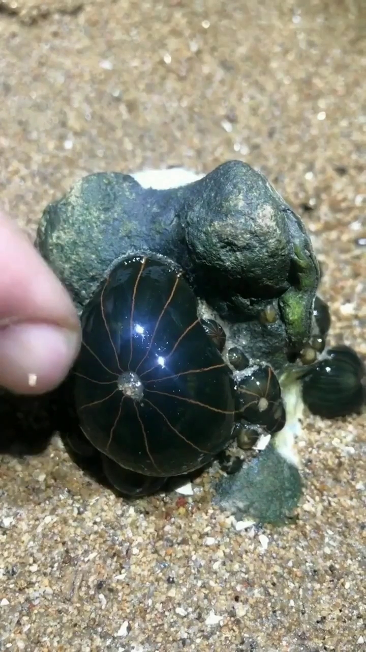 海西瓜,你想吃吗?