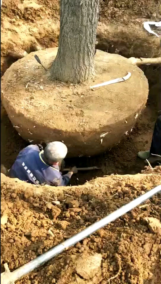 这土球挖的漂亮