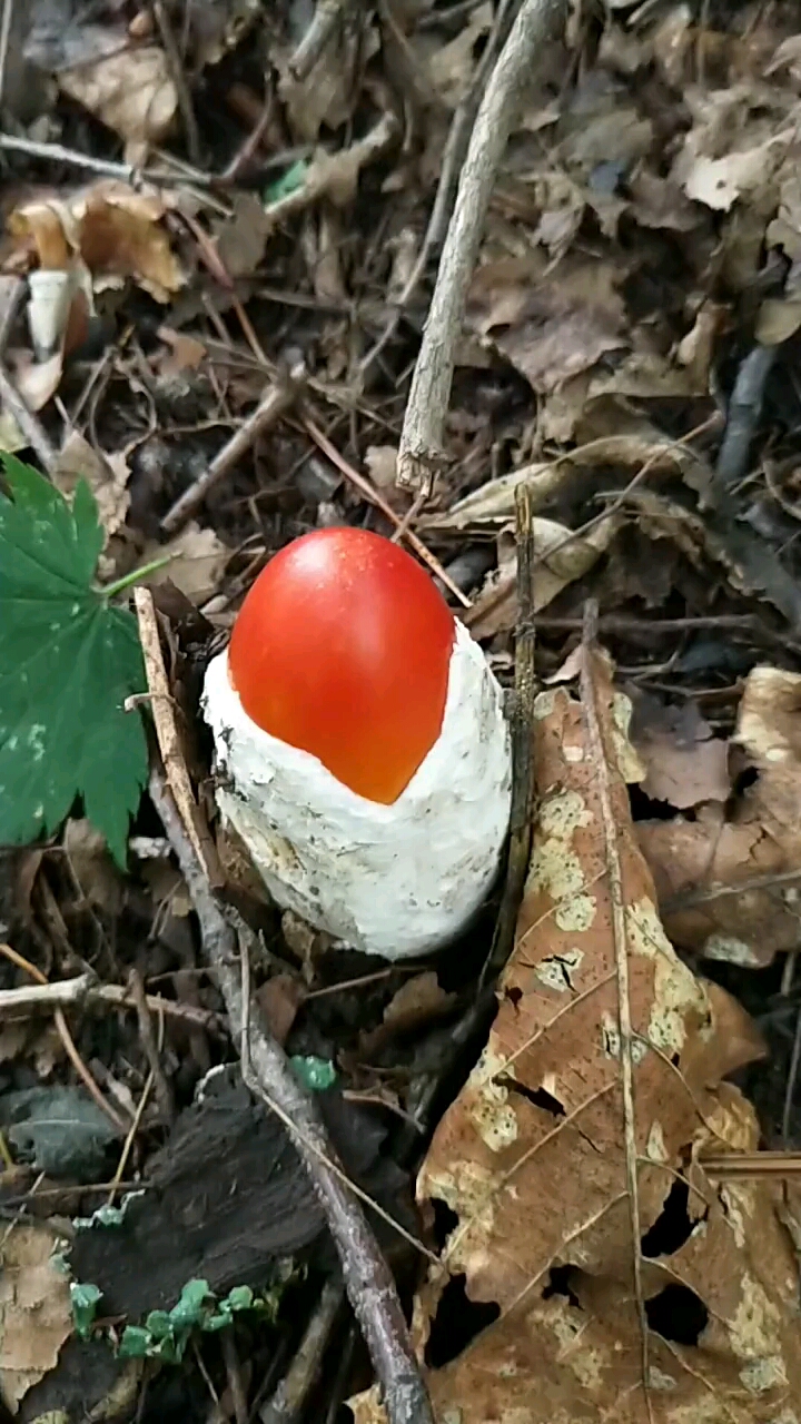 野生鸡蛋黄蘑菇
