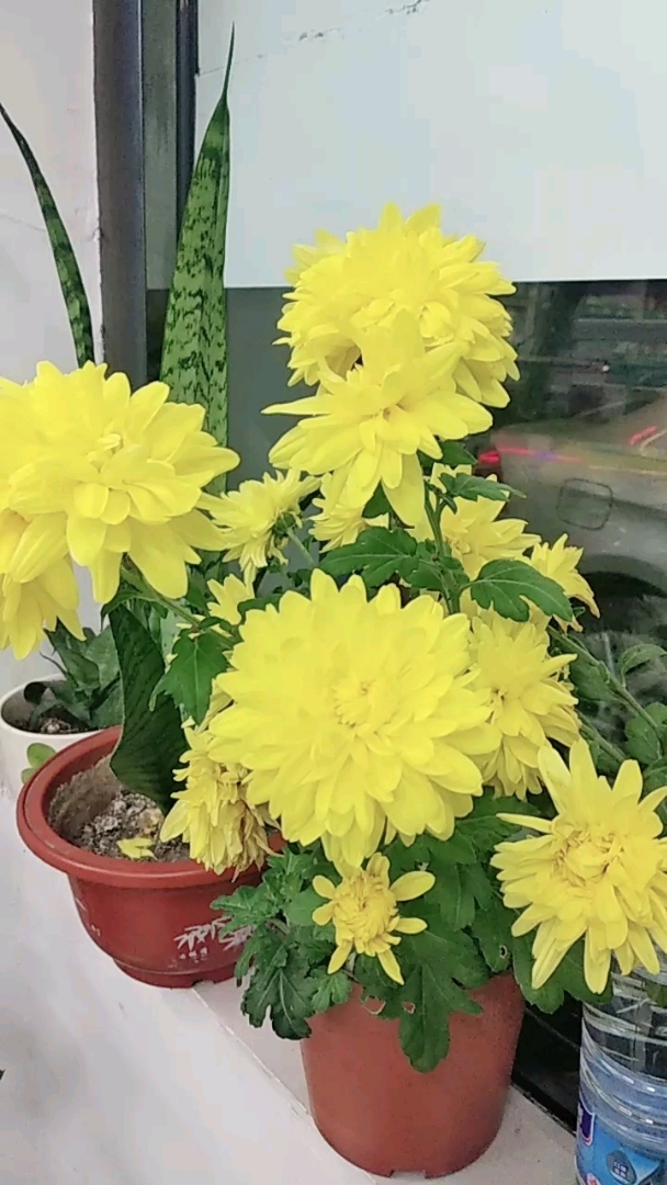 月月菊,一直都开!真好!