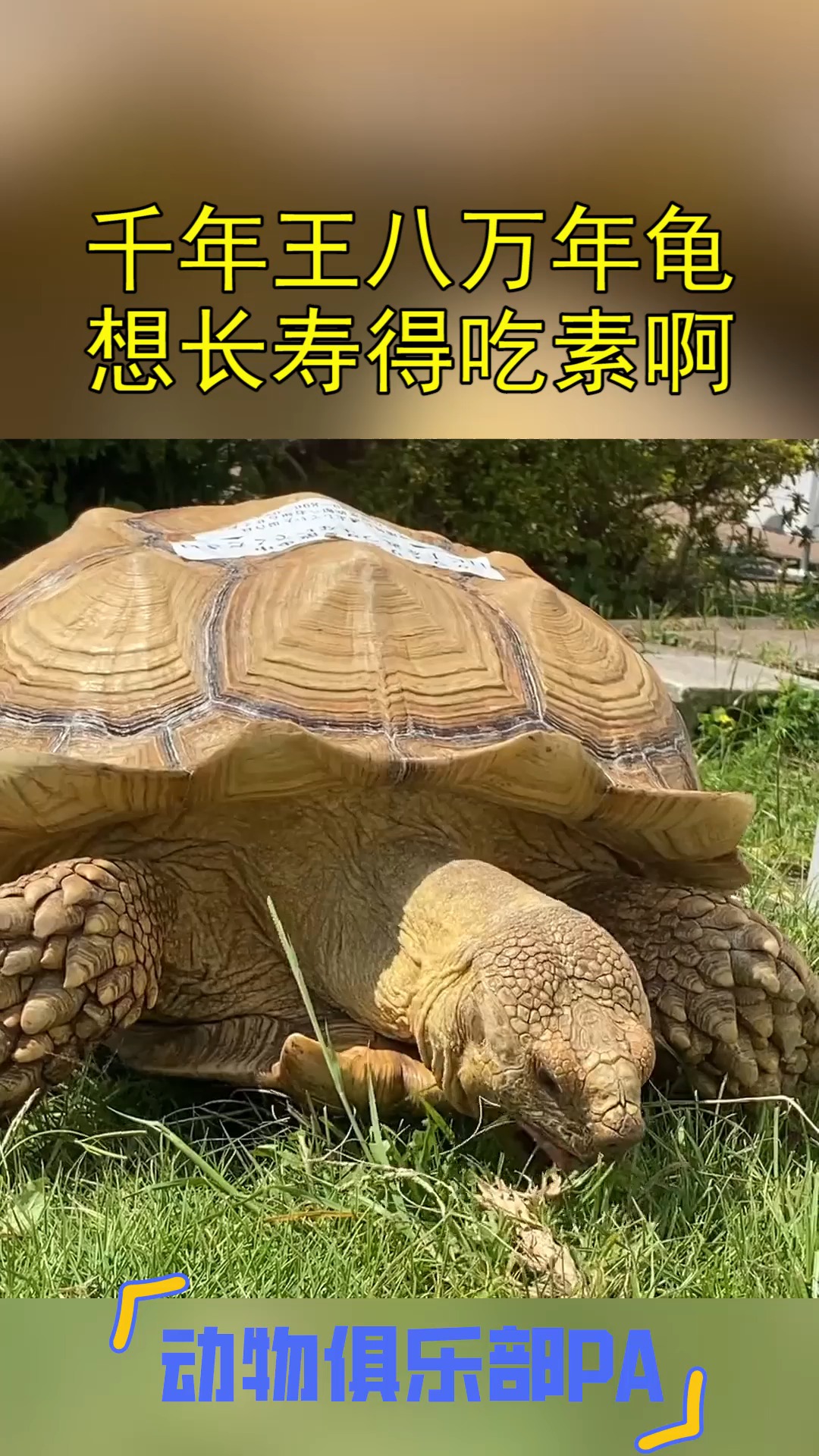 千年乌龟万年鳖图片