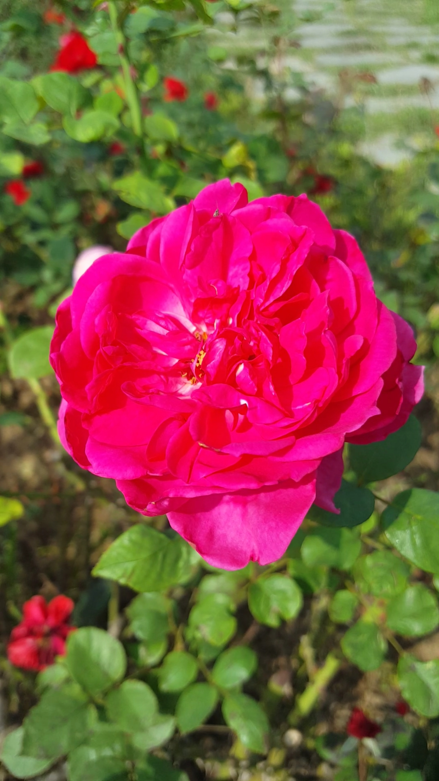 鲜艳美丽的多色月季花