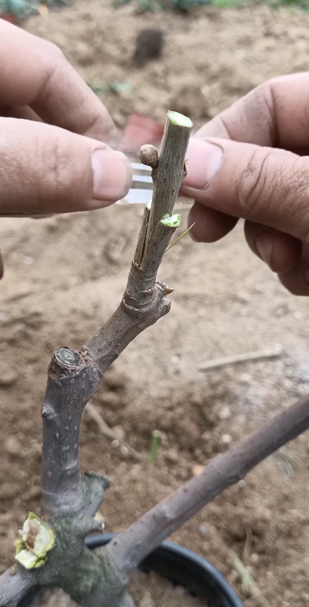 嫁接技术#嫁接素心腊梅技术,注意细节成活率百分之百,嫁接后花期炒镲