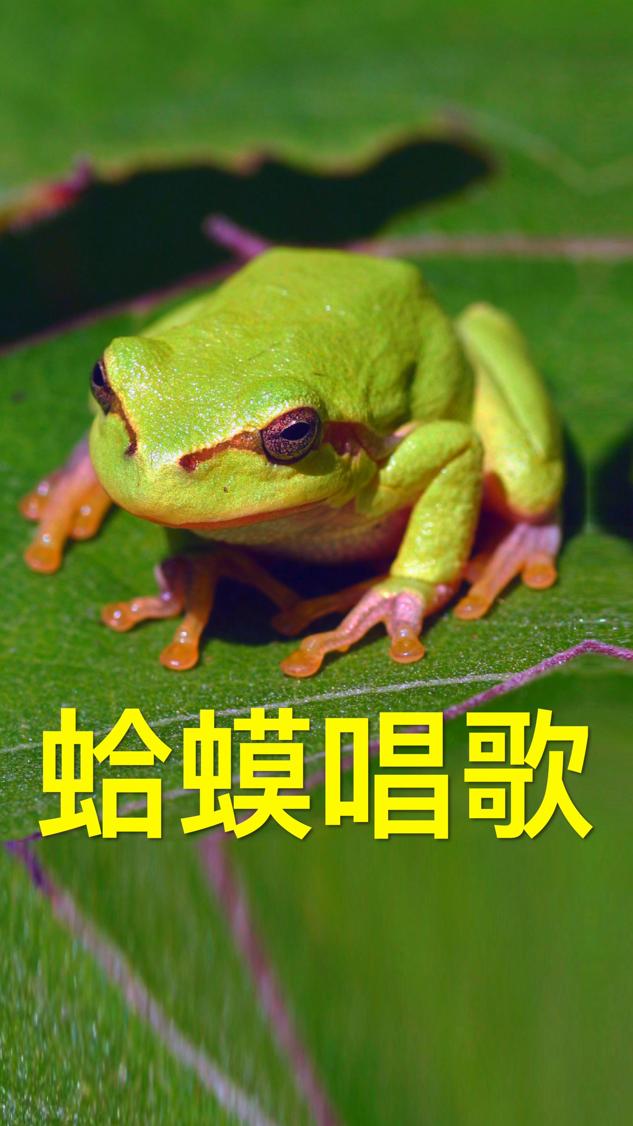 神奇动物在这里蛤蟆发出鸣叫的声音声波经过水面振动就能可视化了