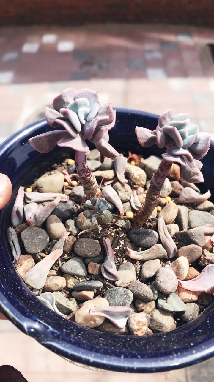 我的美肉之 雪精灵小老桩子