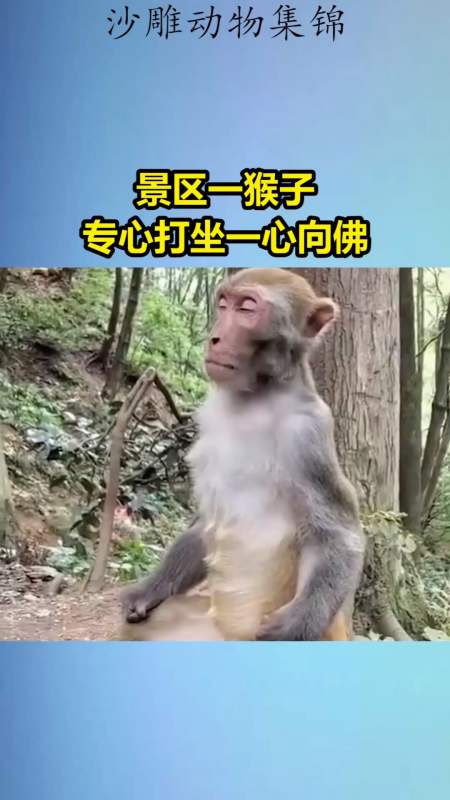 贵州山中一只猴子端坐冥想,神态自若,仿佛"美猴王"下凡