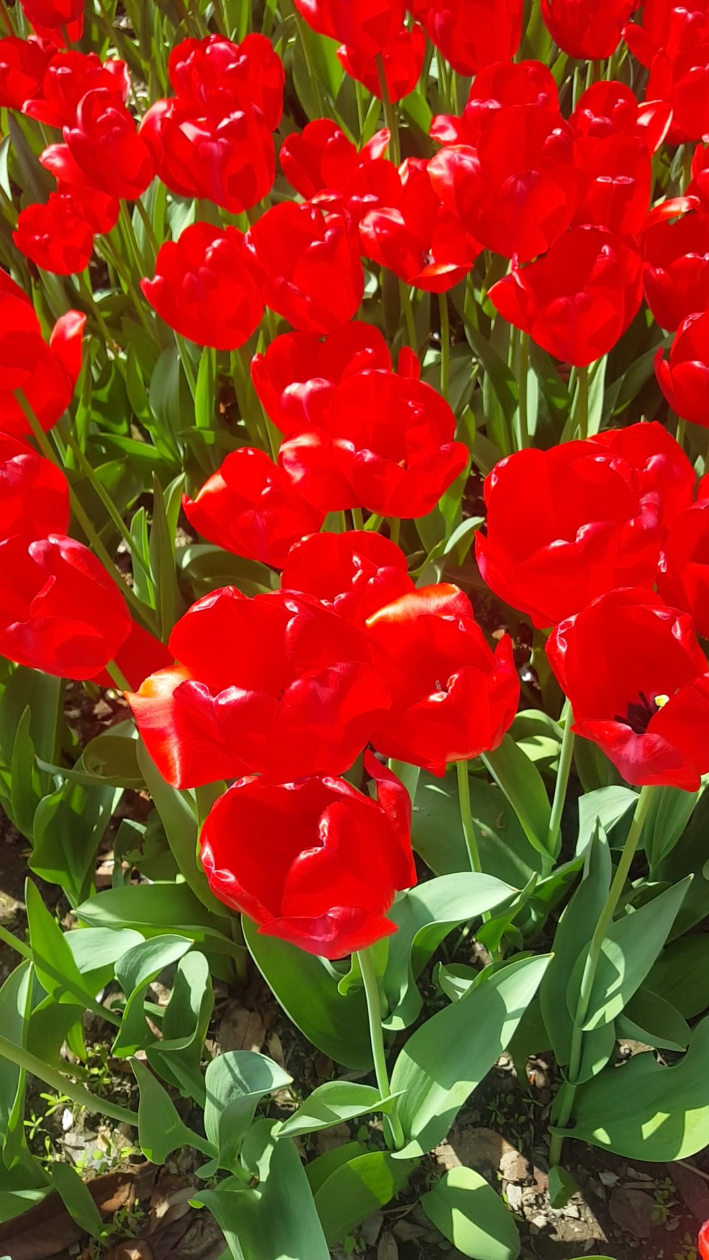 火红美丽的红色郁金香美极了