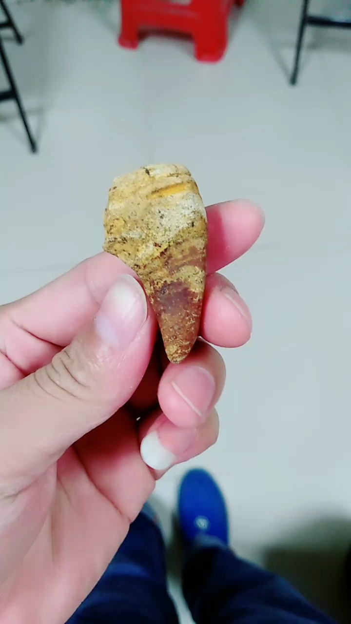 阿贝力龙牙齿化石图片