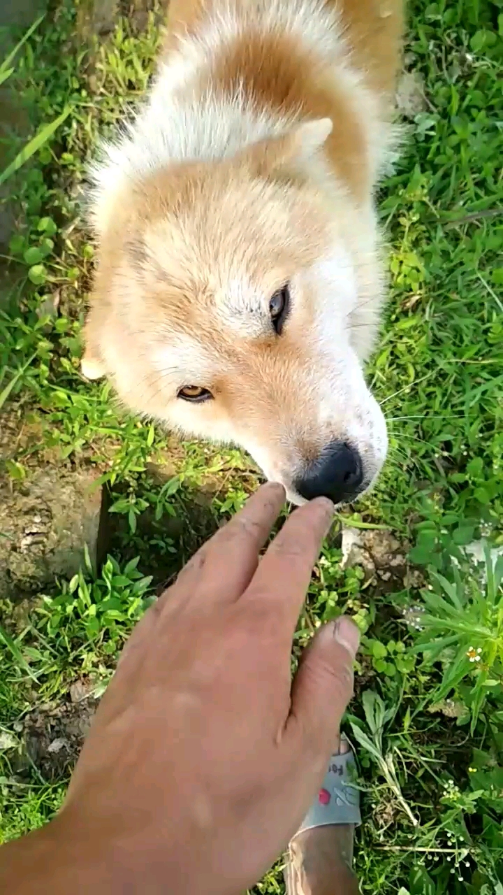 鄉村生活#村裡有隻土狗叫小花!到路上來迎接我!