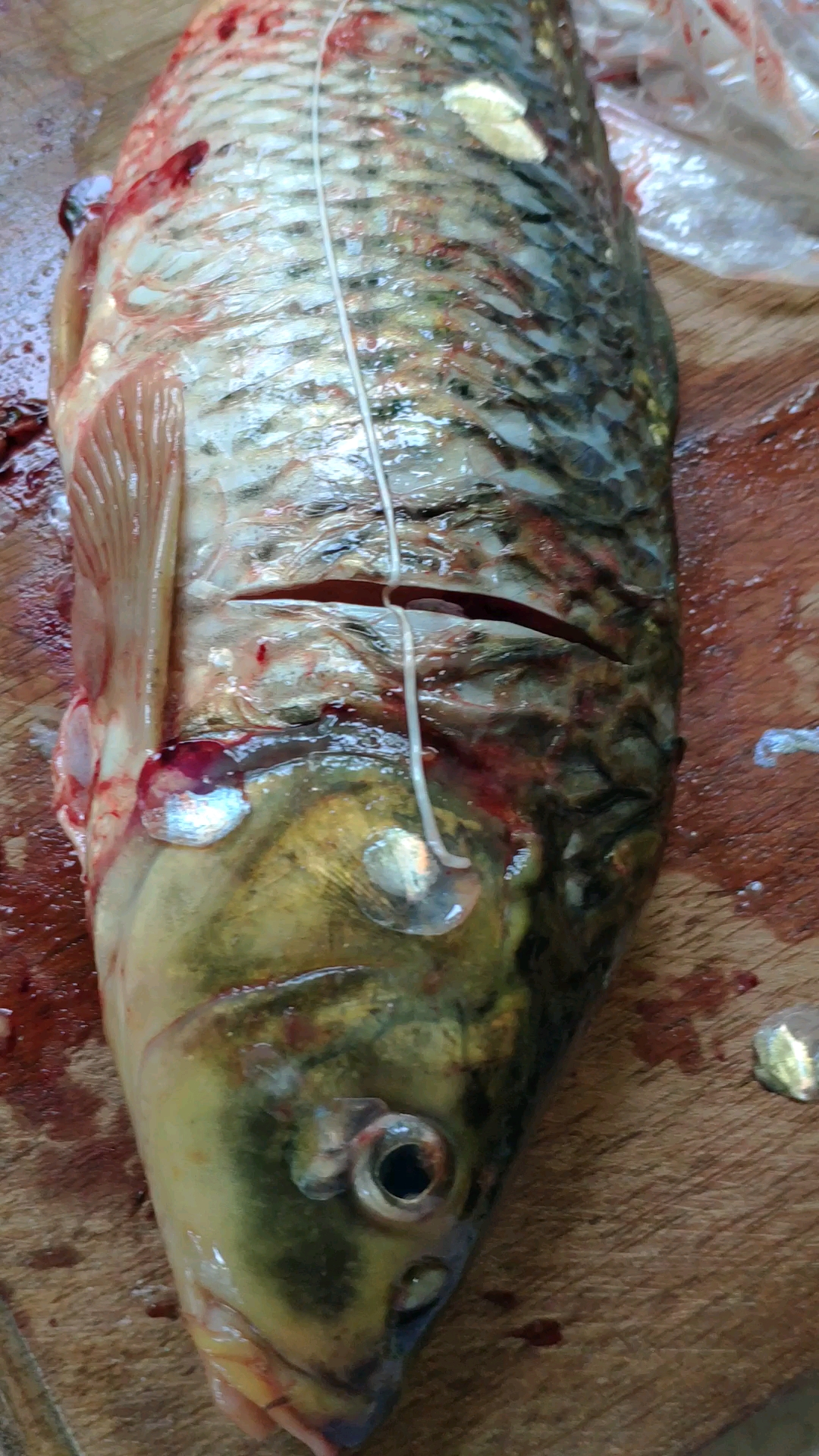 杀鲤鱼时,这根筋一定要抽掉