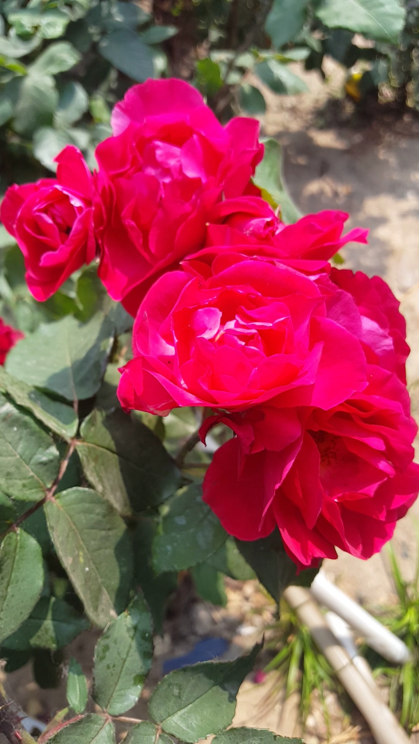 花团锦簇,漂亮的红月季花!