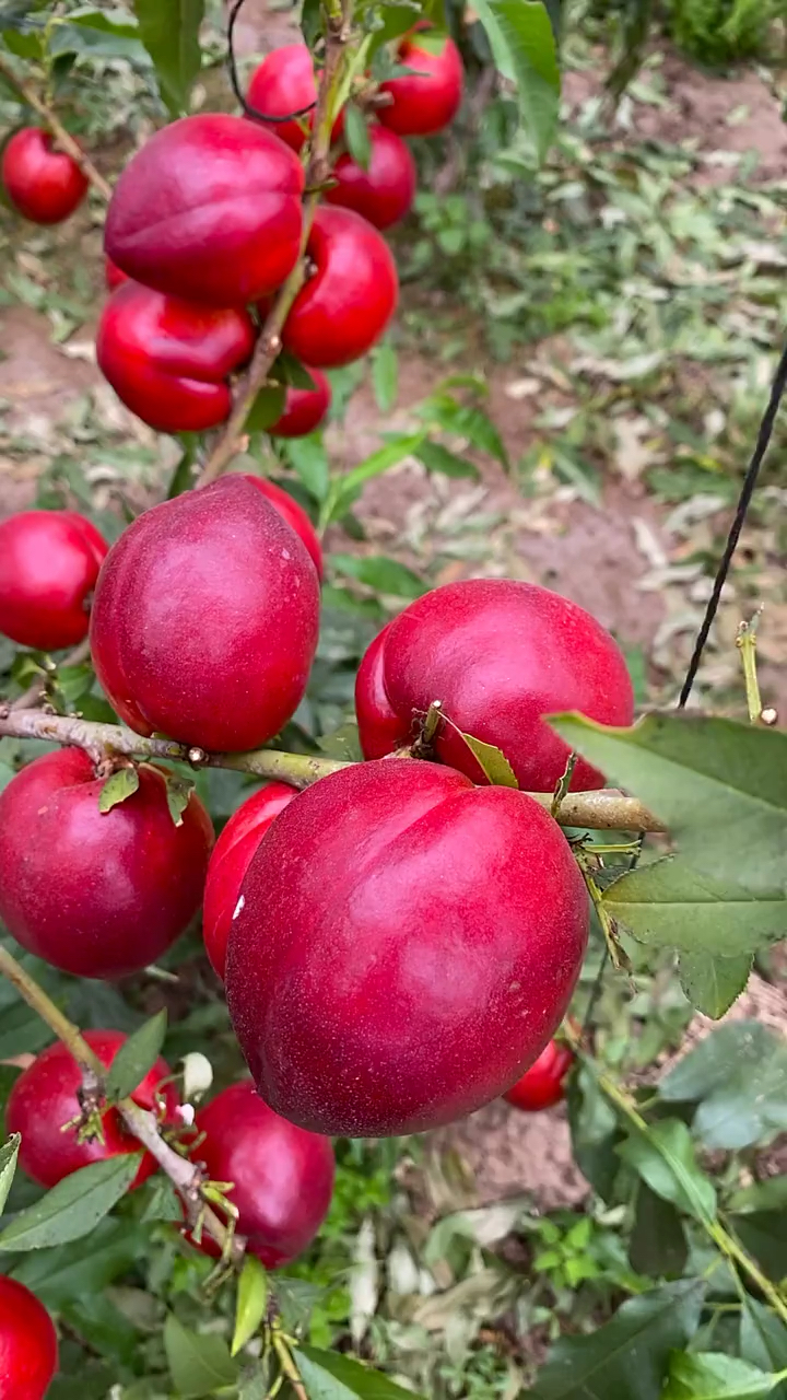 奇异水果#看着好漂亮的红油桃!