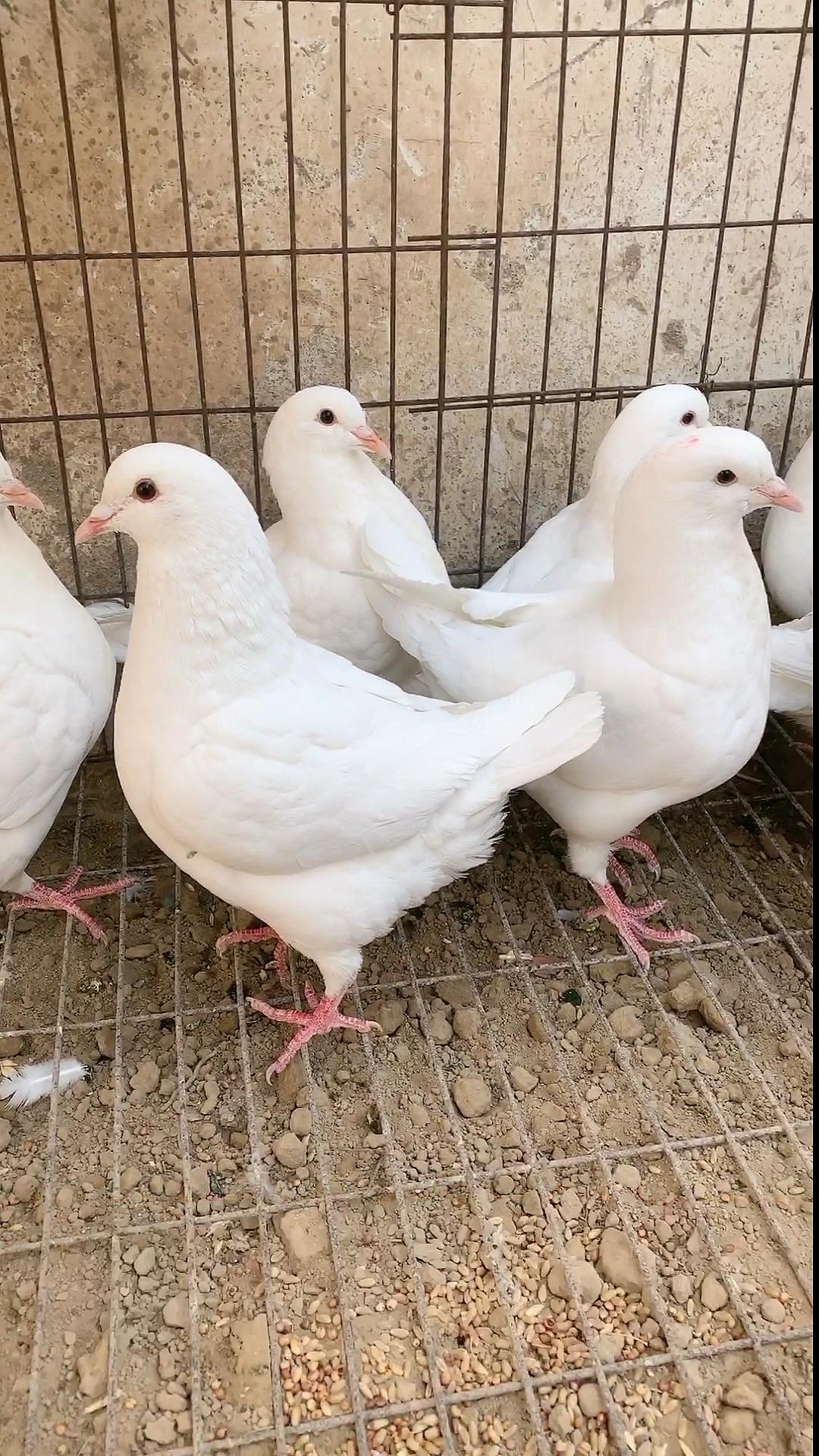 白色元宝鸽 泛滥成灾 堆积如山了.没人要了吗