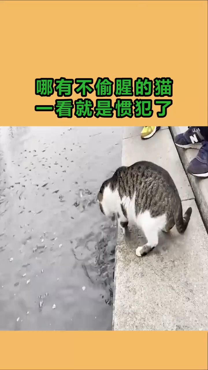 我要上热门#一看就是惯犯了,哪有不偷腥的猫
