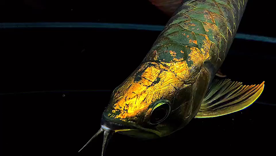 我要上热门#24k纯"金头鱼"