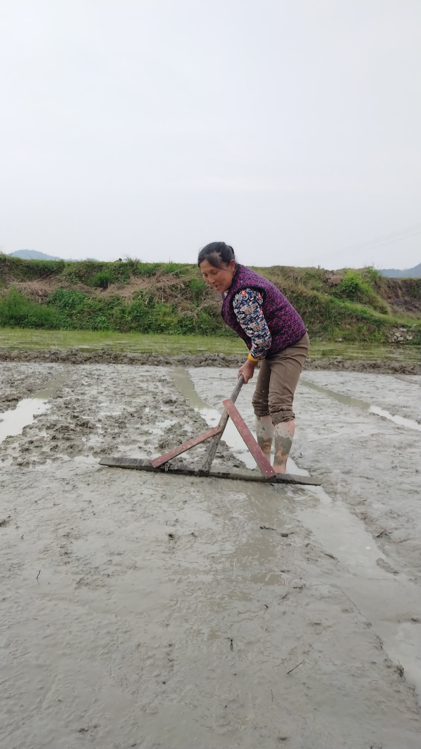 勤劳朴实的大妈,从来不畏辛苦!为了生活,干活永远都那么美!