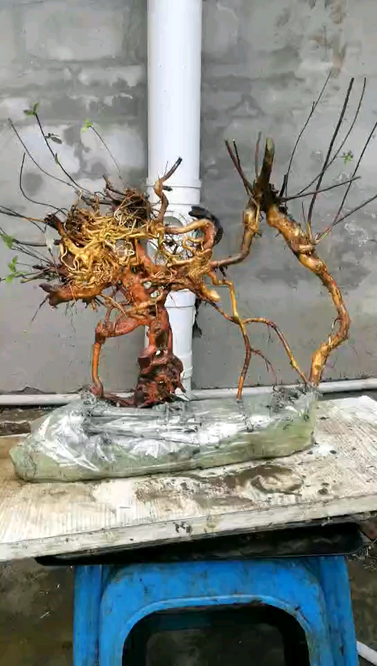 映山红极品提根石头桩