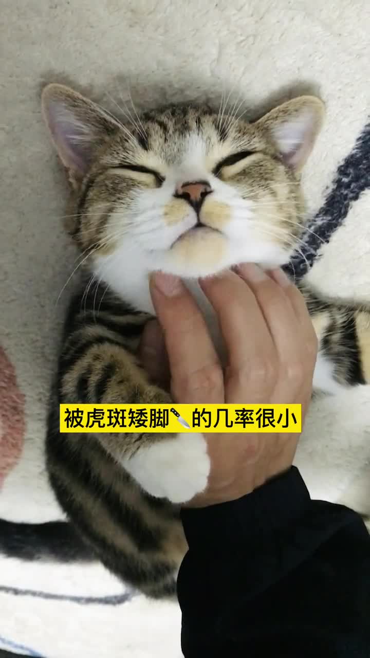 我家萌宠成精了#有那么一刻茶茶看我的表情耐人寻味