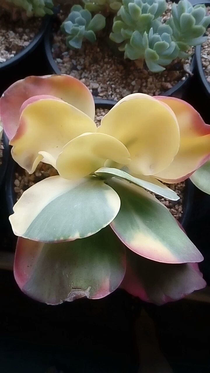 你慢慢飞,小心前面带刺的玫瑰.这唐印锦,真的好像蝴蝶在飞舞.