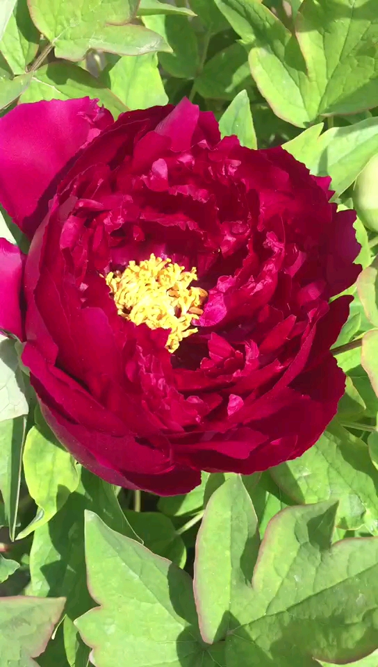 牡丹#牡丹花开了,乌金耀辉