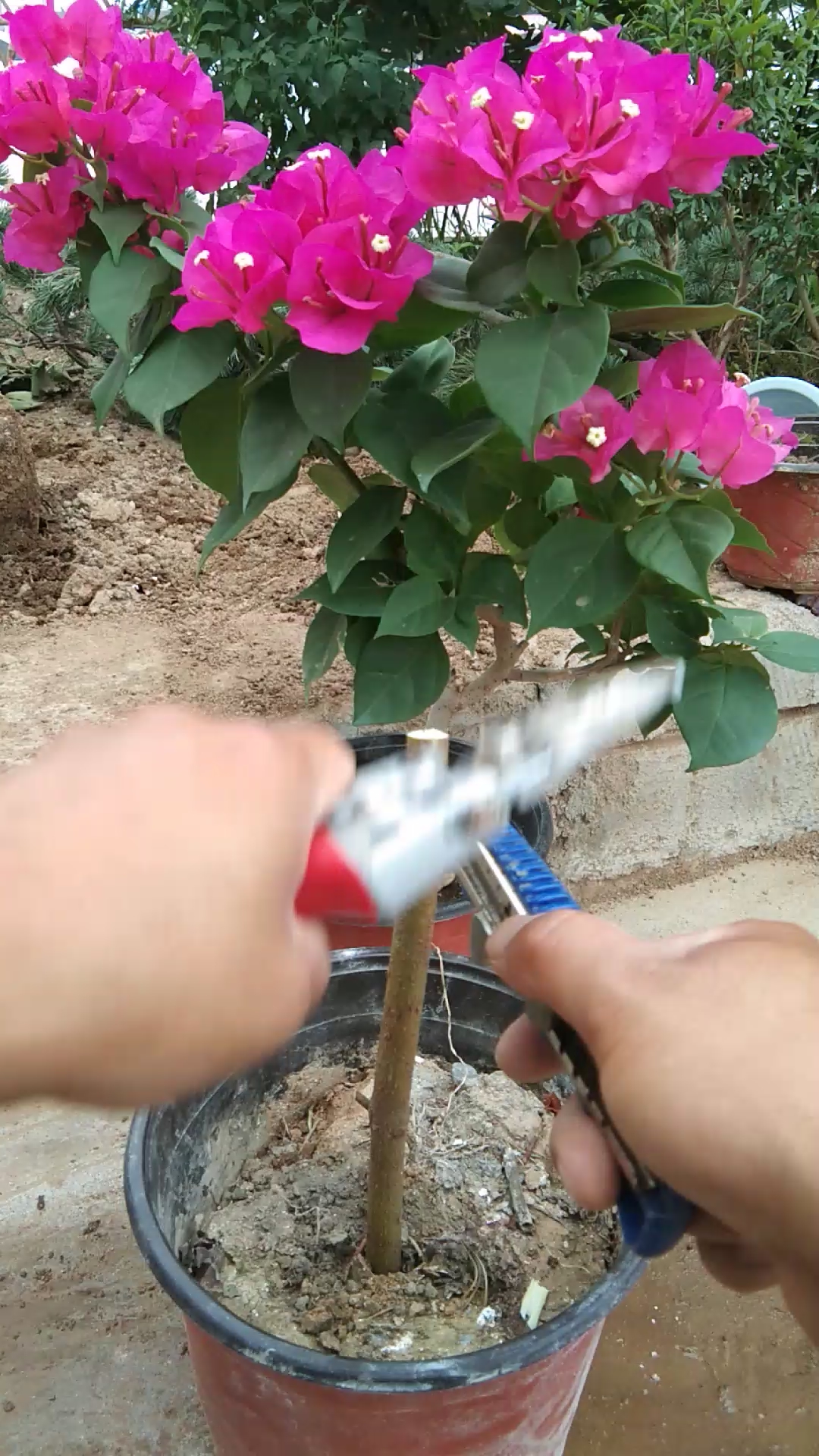 最潮劳动者#嫁接三角梅技术1