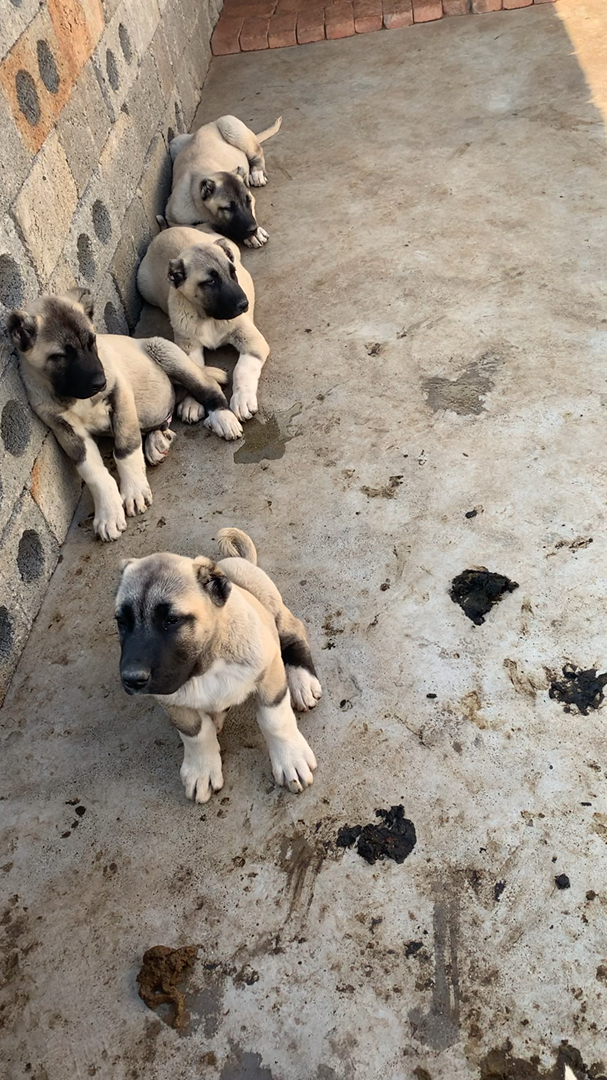 坎高犬图片大全 幼犬图片