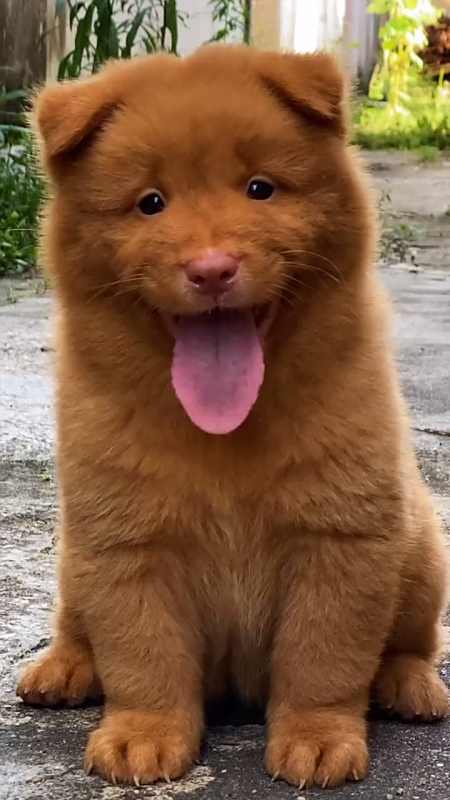 宝 呆萌可爱,奶凶奶凶的,其实内心温柔善良(五红犬)