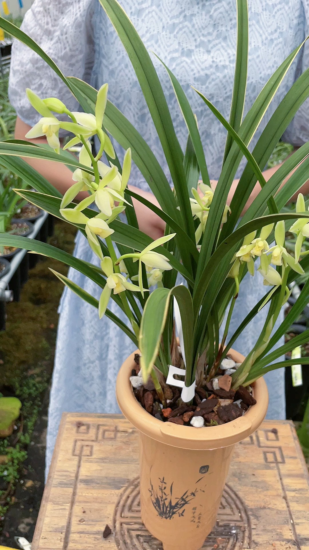 兰花#什么花香,那肯定是这颗建兰的素花玉女素了.-度小视