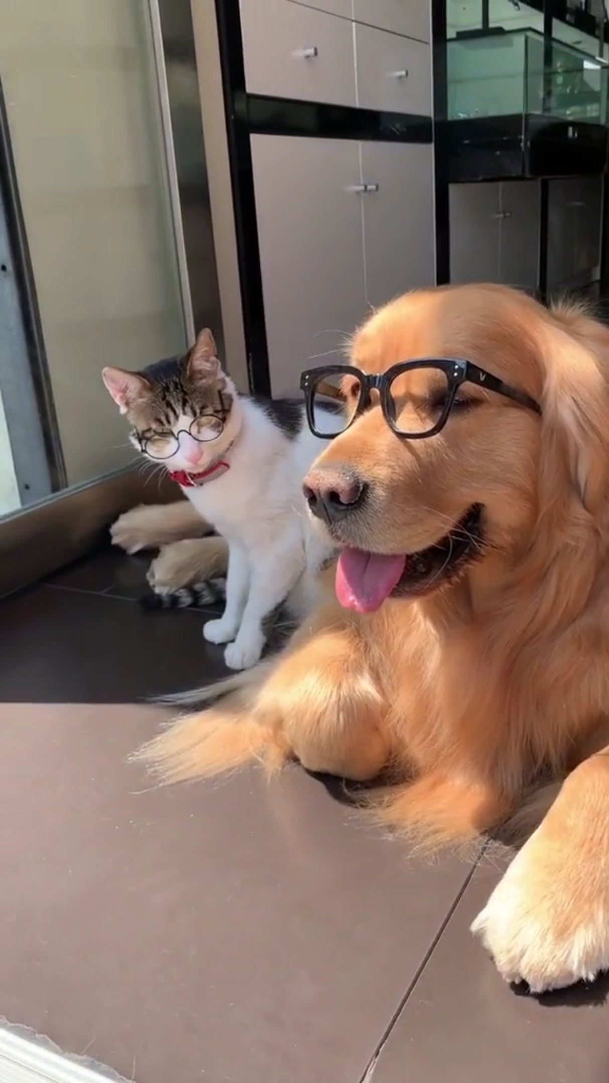 我觉得大金是戴眼镜最有气质的狗子,好斯文[捂脸]