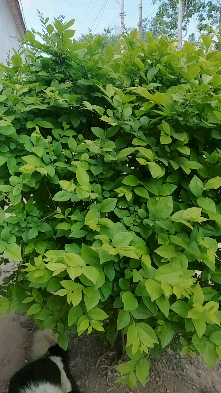 看我家的嫩嫩小绿植物