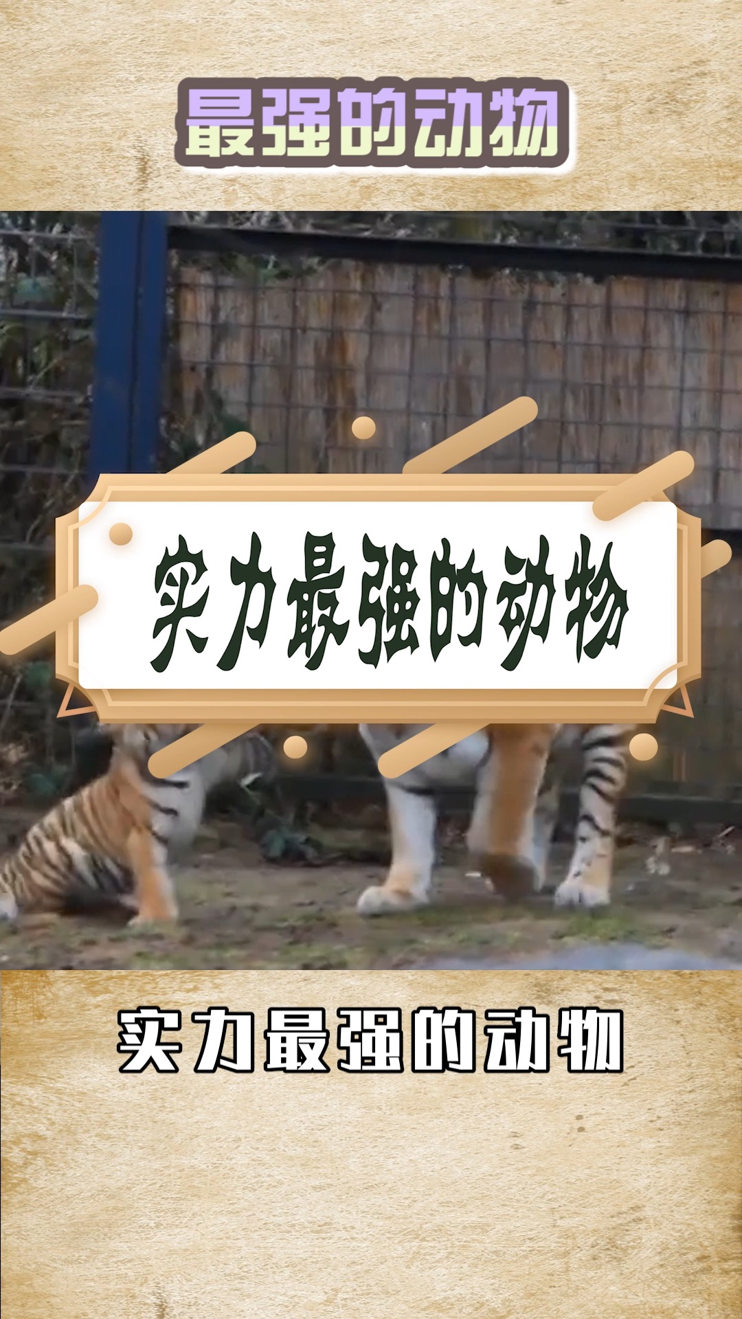 奇闻趣事抢先看实力最强的动物