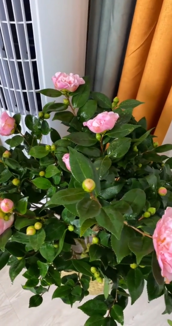 比香水还香的茶花,放在屋里每天都香香得非常好闻,不但能绿化空气还能