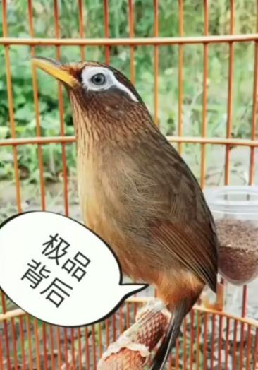 极品画眉鸟打鸟