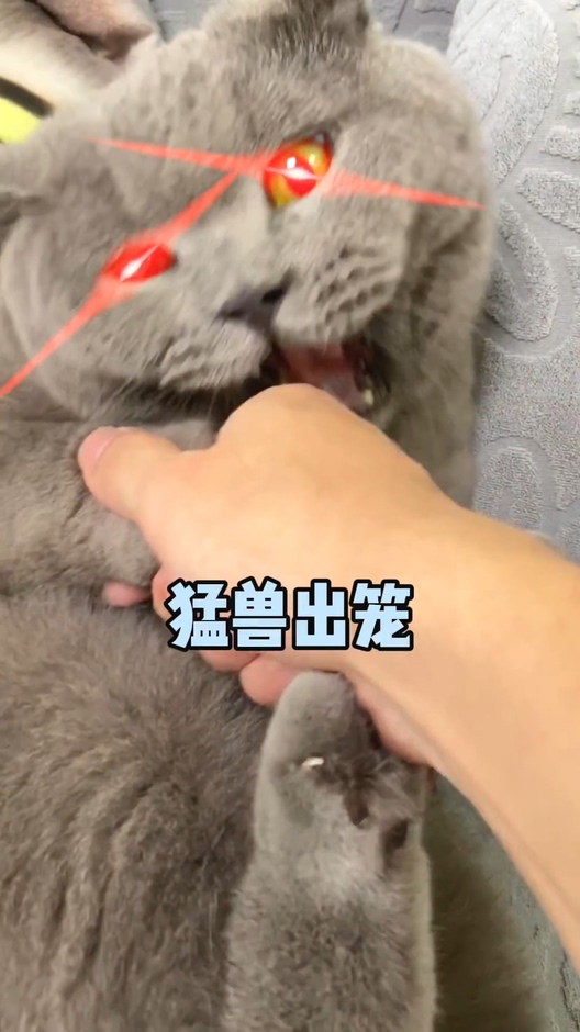 猫欺软怕硬的猫是什么样子我还治不了你