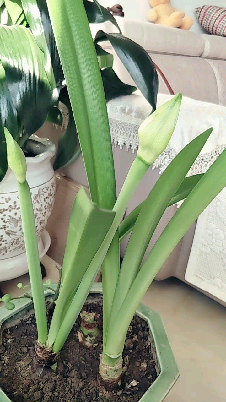 朱顶红打花苞了